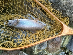 ミヤベイワナの釣果