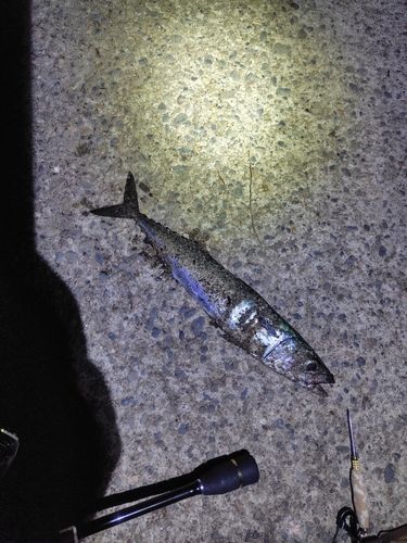 サバの釣果
