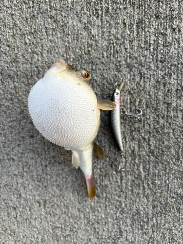 クサフグの釣果