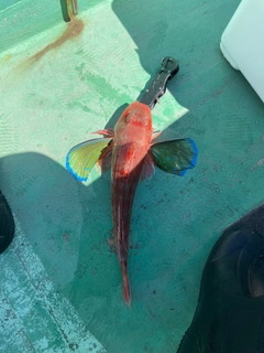 ホウボウの釣果