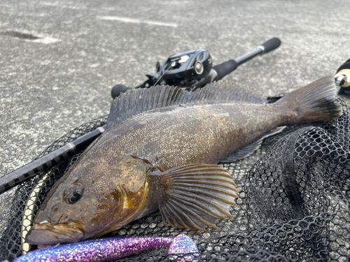 アイナメの釣果