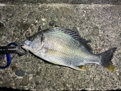 キビレの釣果