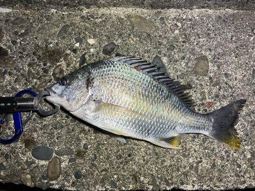キビレの釣果