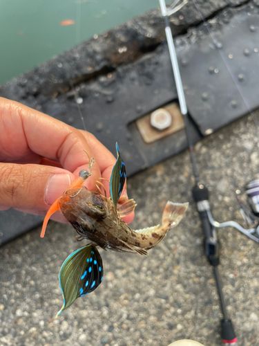 ホウボウの釣果