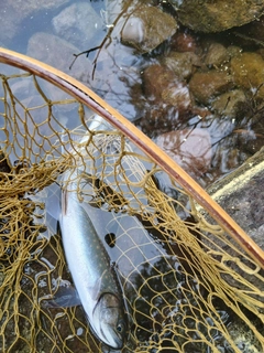 ミヤベイワナの釣果