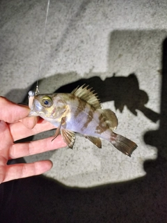 メバルの釣果