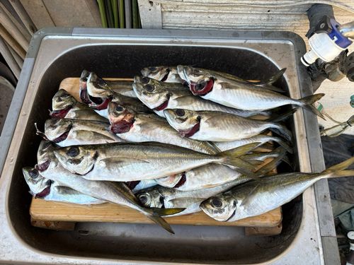 アジの釣果