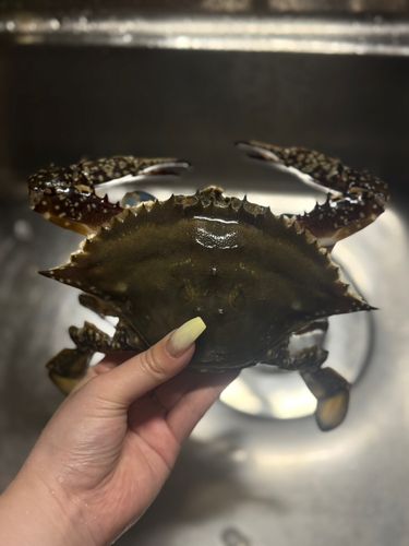 ワタリガニの釣果