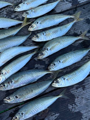 アオアジの釣果