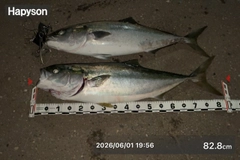 ブリの釣果