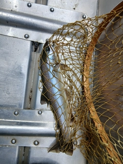 ミヤベイワナの釣果