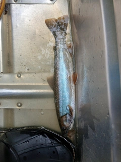ミヤベイワナの釣果