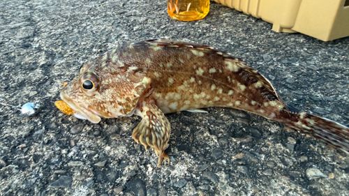 カサゴの釣果