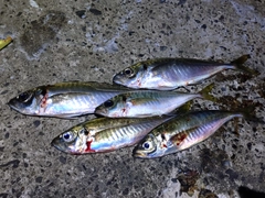 アジの釣果