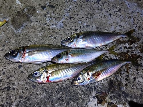 アジの釣果