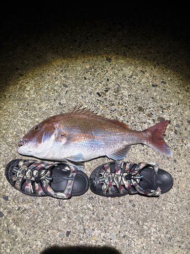 タイの釣果