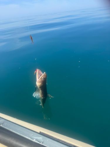 ワラサの釣果