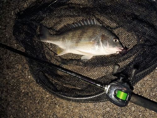 キビレの釣果