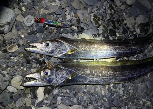 タチウオの釣果