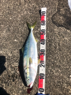 ワラサの釣果