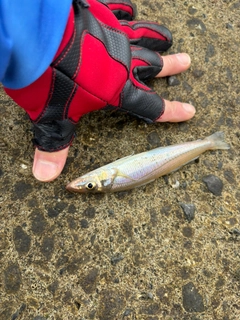キスの釣果