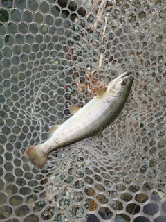 ヤマメの釣果