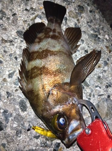 メバルの釣果