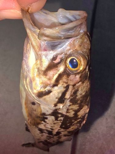 クロソイの釣果