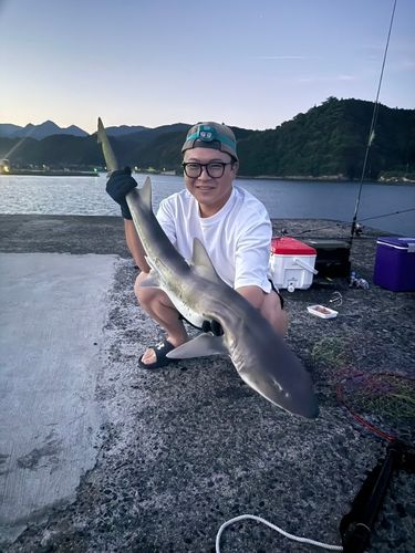 ドチザメの釣果