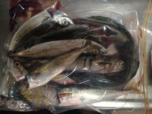 サバの釣果