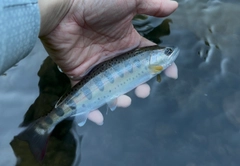 ヤマメの釣果