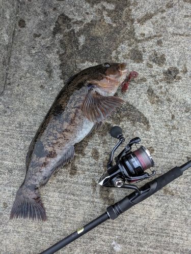 アイナメの釣果