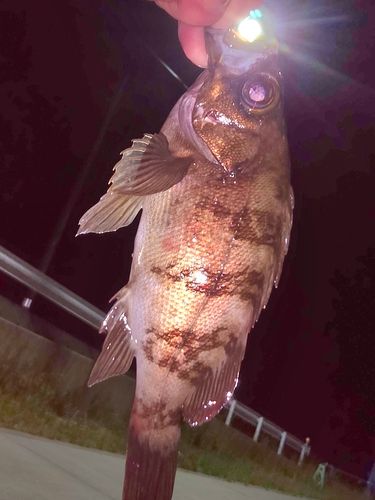 メバルの釣果