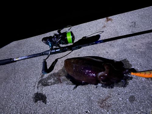 コウイカの釣果