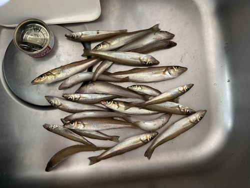 キスの釣果