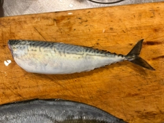 サバの釣果