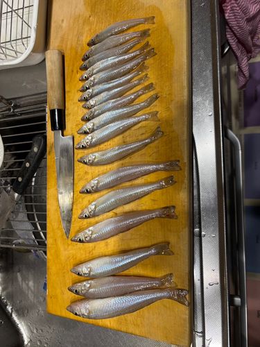 キスの釣果