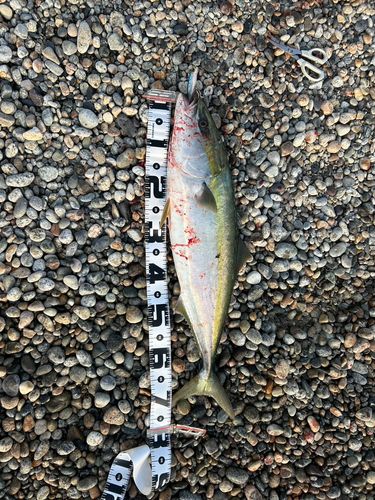 ワラサの釣果