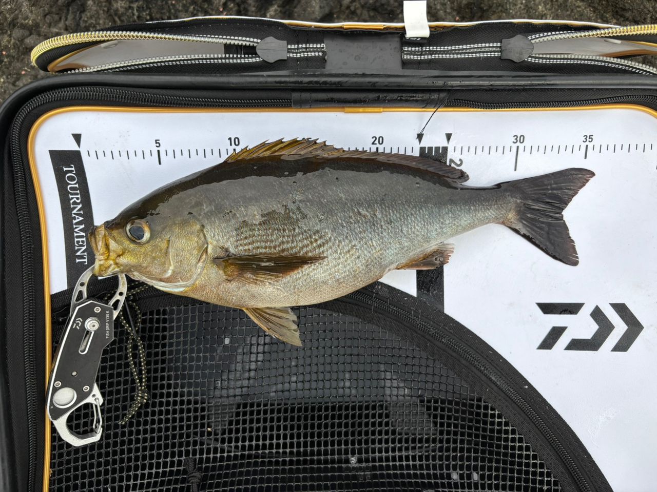 DAIWA 20トーナメント ISO AGS 1.5-53・Rの最安値・インプレ・釣果