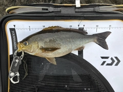 イサキの釣果