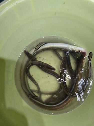 アナゴの釣果