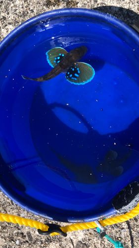ホウボウの釣果
