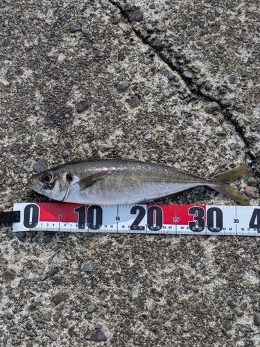 マアジの釣果
