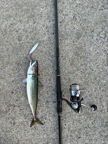 マサバの釣果