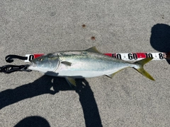 ハマチの釣果