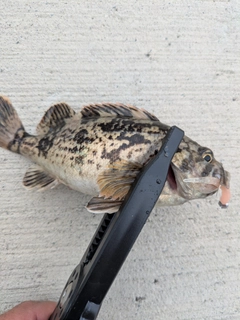 クロソイの釣果