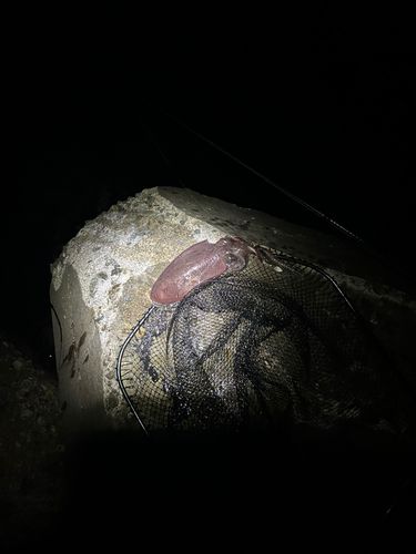 コウイカの釣果