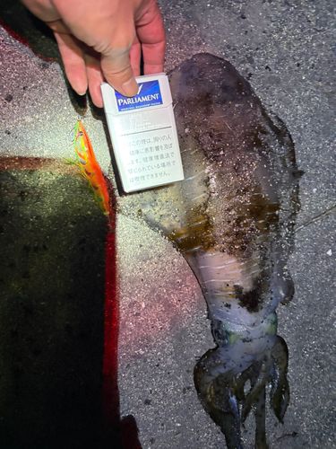 アオリイカの釣果