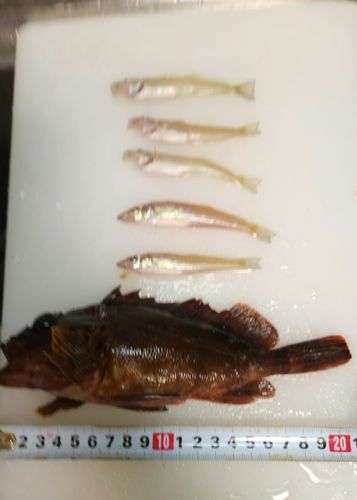 カサゴの釣果