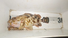 ガシラの釣果